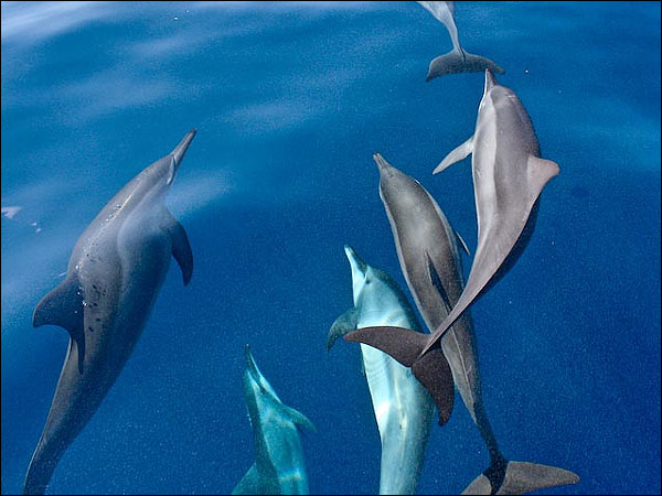 WHALE WATCHING IN MIRISSA